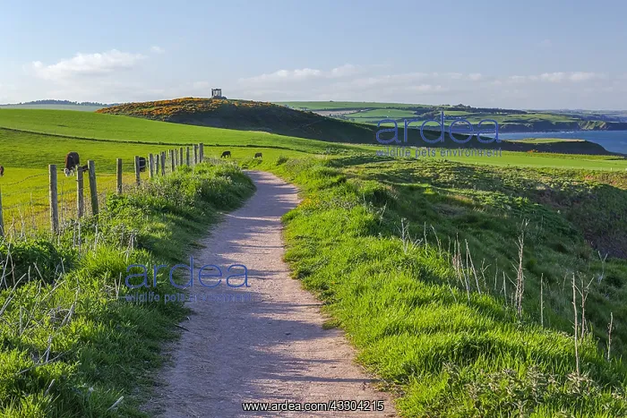 : Clifftop path - narrow footpath on top of steep : Clifftop path - narrow footpath on top of steep