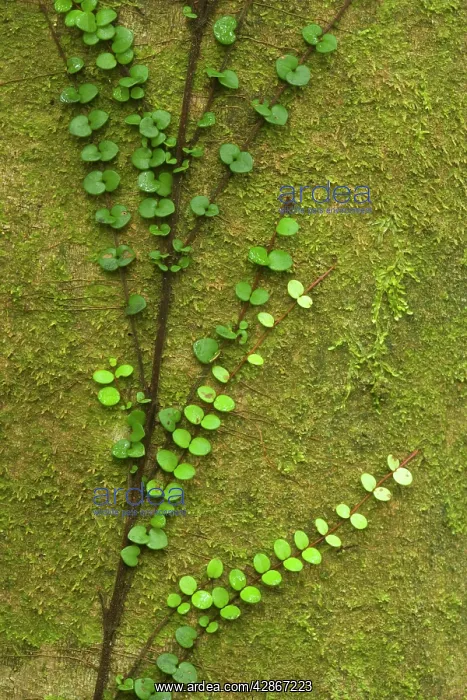 : Climber - fragile climber clings to moss-covered : Climber - fragile climber clings to moss-covered