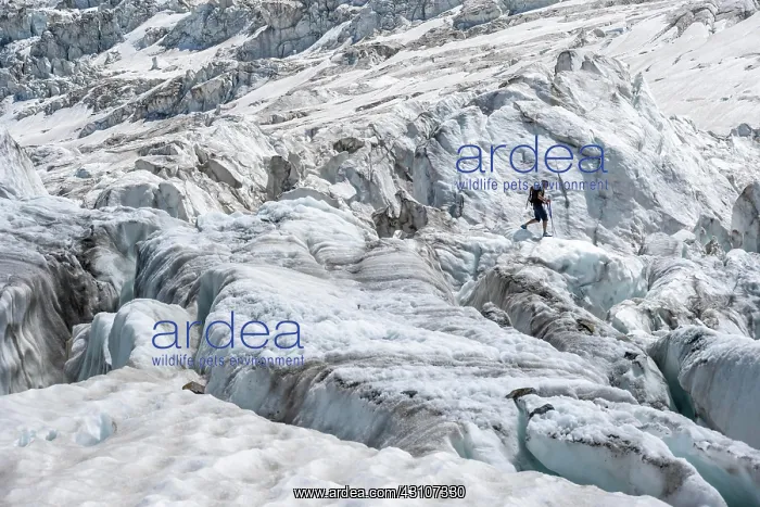 : Climber walking on rutted glacier, glacier ice with : Climber walking on rutted glacier, glacier ice with