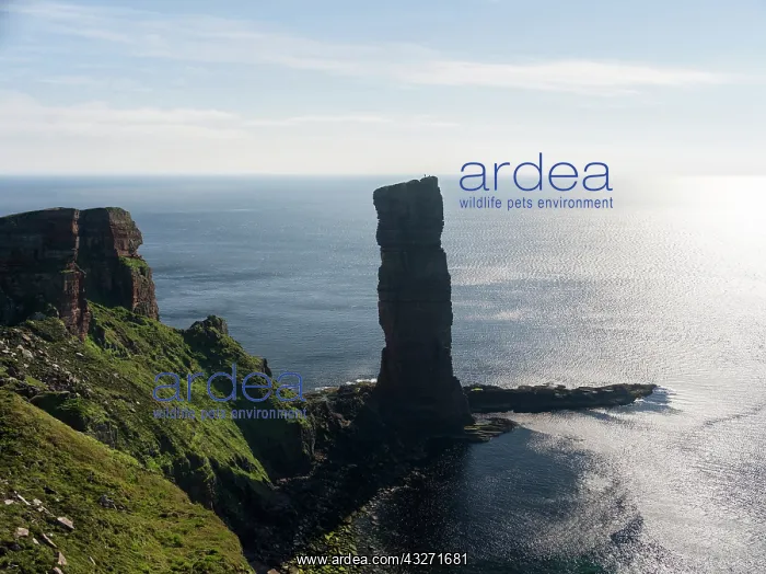: Two climbers on top of the old man Hoy : Two climbers on top of the old man Hoy