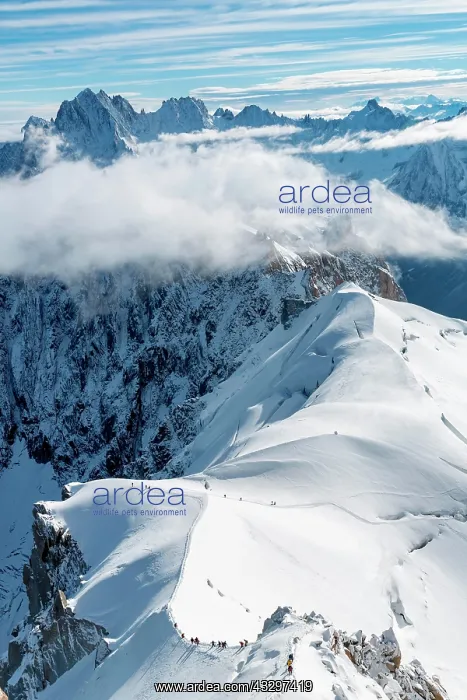 : Climbers on snowy ridge of Mont Blanc, Chamonix : Climbers on snowy ridge of Mont Blanc, Chamonix