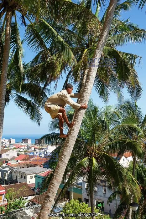 : Climbing a Coconut tree in order to harvest the : Climbing a Coconut tree in order to harvest the