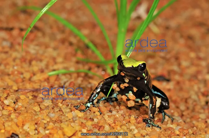 : The Climbing Mantella : The Climbing Mantella
