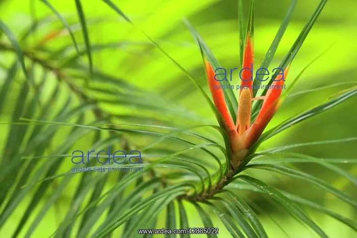 : Climbing Pandanus - close-up of a blooming climbing : Climbing Pandanus - close-up of a blooming climbing