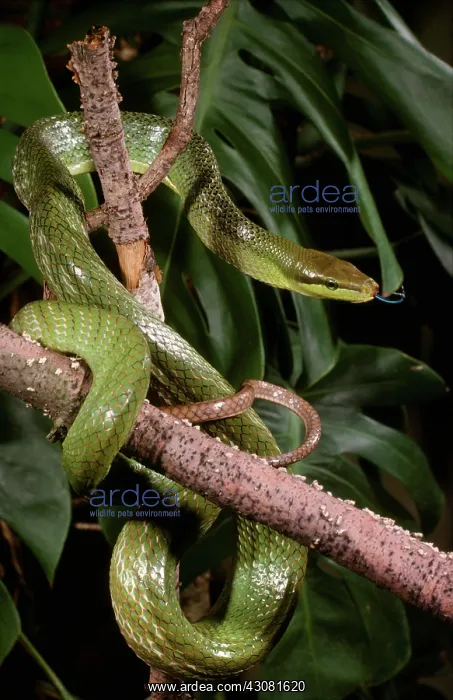 : Climbing Rat Snake : Climbing Rat Snake