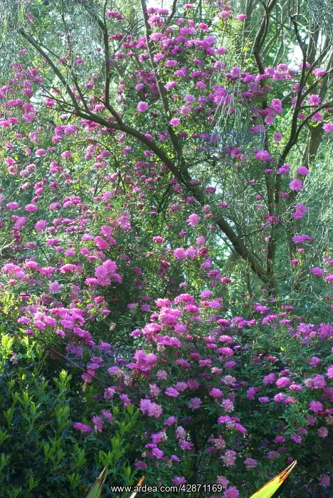 : Climbing Rose Pom pom de Paris' : Climbing Rose Pom pom de Paris'