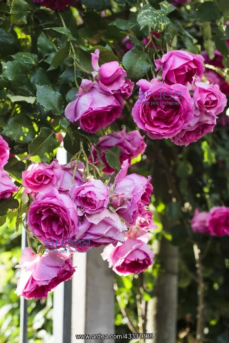 : Climbing rose-tree in bloom in a garden : Climbing rose-tree in bloom in a garden