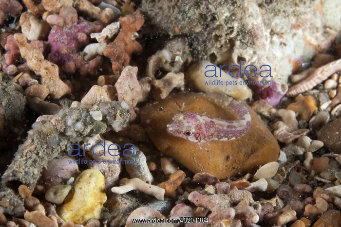 : Clingfish (Diplecogaster sp) on gravel and Maerl (Lithothamnion sp.) : Clingfish (Diplecogaster sp) on gravel and Maerl (Lithothamnion sp.)