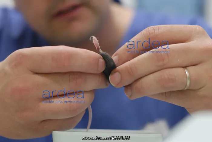  : Clinical examination of a mouse by a veterinarian France