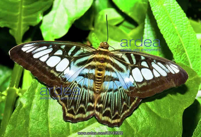 : Clipper Butterfly : Clipper Butterfly