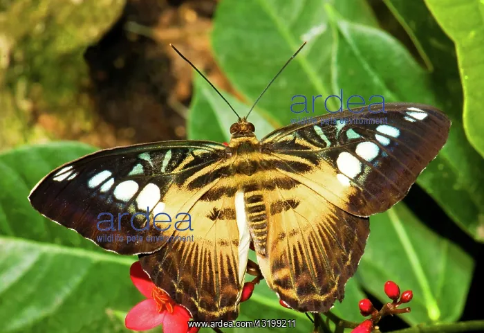 : Clipper Butterfly : Clipper Butterfly