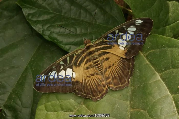 : Clipper Butterfly : Clipper Butterfly