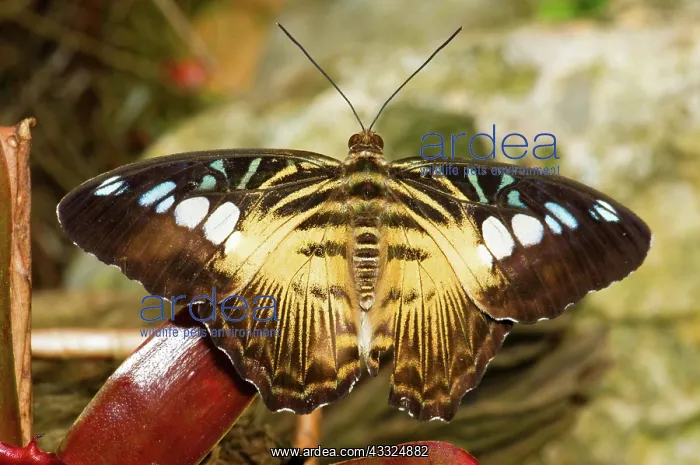 : Clipper Butterfly : Clipper Butterfly