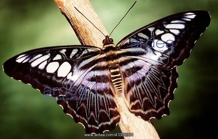 : CLIPPER BUTTERFLY - ON BRANCH : CLIPPER BUTTERFLY - ON BRANCH