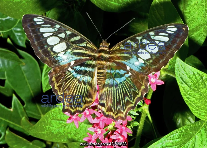 : Clipper Butterfly (Parthenos sp.) : Clipper Butterfly (Parthenos sp.)