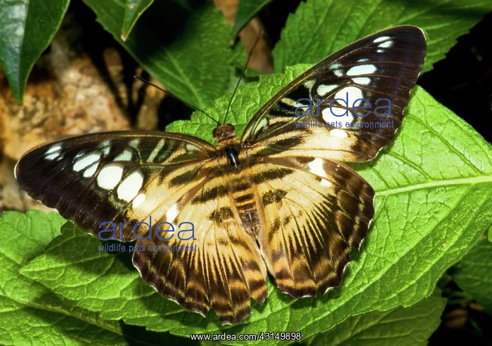 : Clipper Butterfly (Parthenos sp.) : Clipper Butterfly (Parthenos sp.)