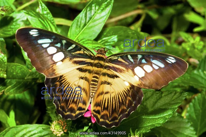 : Clipper Butterfly (Parthenos sp.) : Clipper Butterfly (Parthenos sp.)