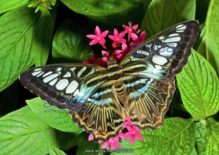 : Clipper Butterfly (Parthenos sp.) : Clipper Butterfly (Parthenos sp.)