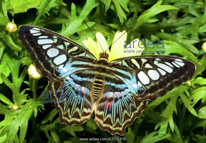 : Clipper Butterfly (Parthenos sp.) : Clipper Butterfly (Parthenos sp.)