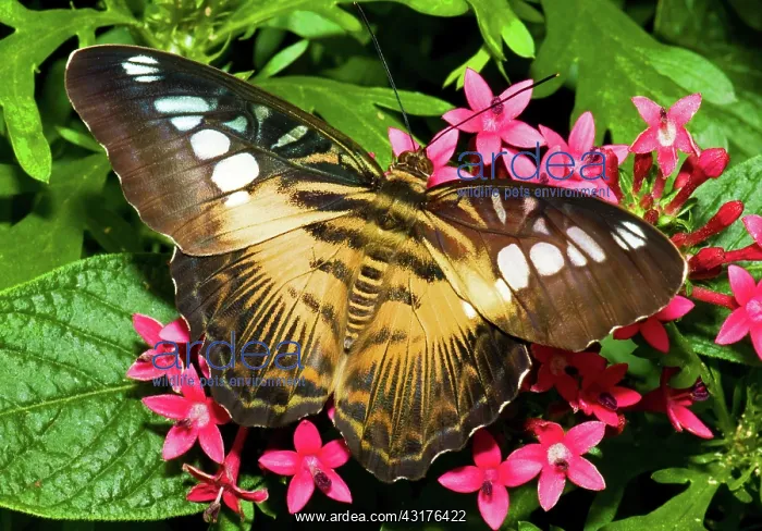  : Clipper Butterfly (Parthenos sp.)