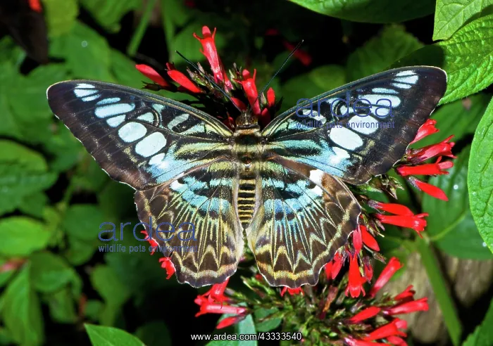: Clipper Butterfly (Parthenos sp.) : Clipper Butterfly (Parthenos sp.)