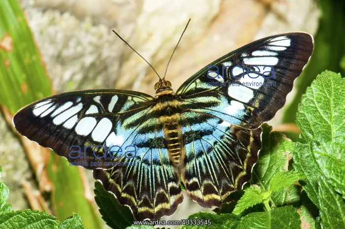 : Clipper Butterfly (Parthenos sp.) : Clipper Butterfly (Parthenos sp.)