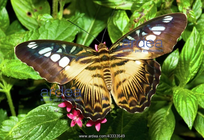 : Clipper Butterfly (Parthenos sp.) : Clipper Butterfly (Parthenos sp.)