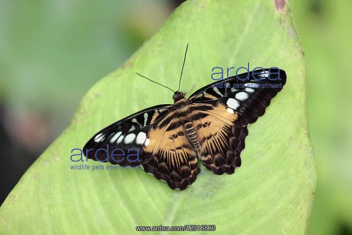 : The Clipper Butterfly - resting on leaf : The Clipper Butterfly - resting on leaf