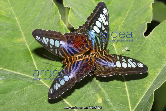 : Clipper (Parthenos sylvia) mating on a leaf, native : Clipper (Parthenos sylvia) mating on a leaf, native