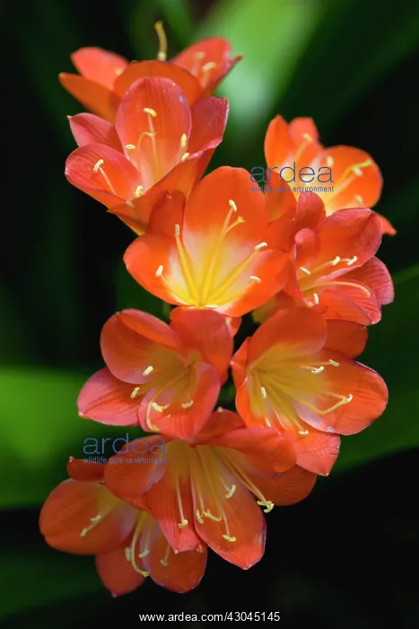 : Clivia, Clivia miniata : Clivia, Clivia miniata