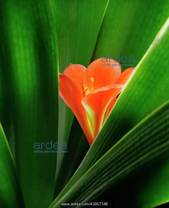 : Clivia, Clivia miniata : Clivia, Clivia miniata