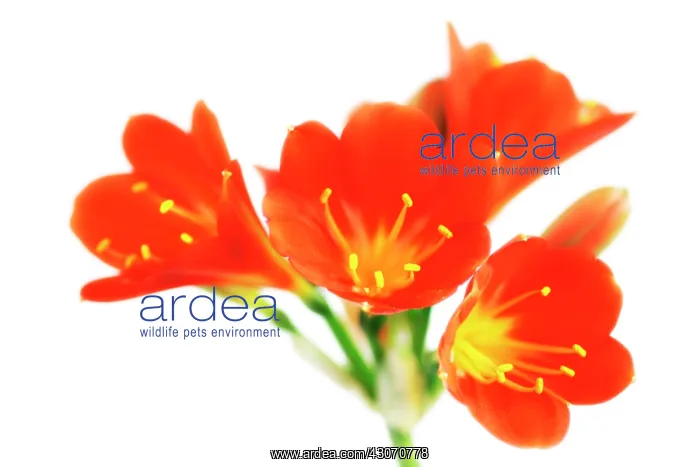 : Clivia, Clivia miniata : Clivia, Clivia miniata