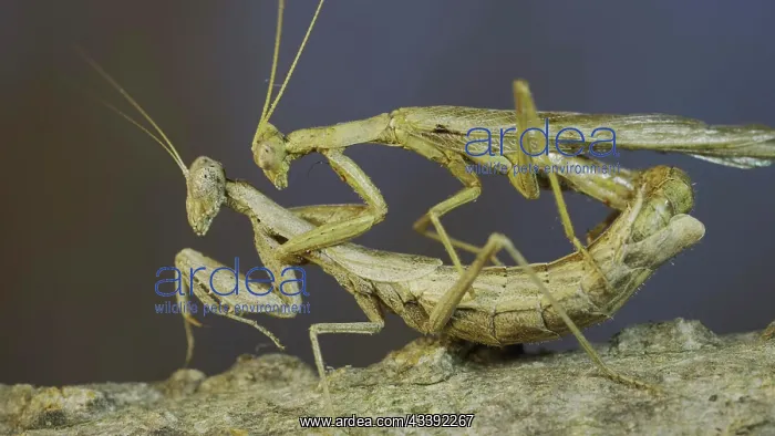 : Clode-up of couple of praying mantis mating on t : Clode-up of couple of praying mantis mating on t