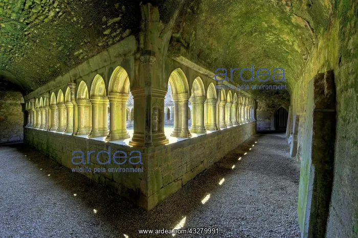 : Cloister, ruins of the former Franciscan monastery : Cloister, ruins of the former Franciscan monastery