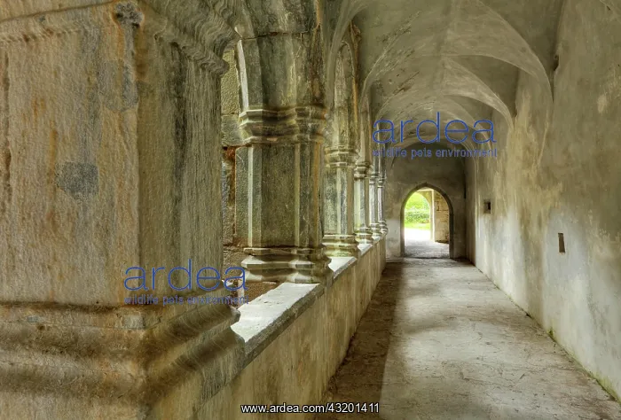: Cloister, ruins of Muckross Abbey, Killarney National : Cloister, ruins of Muckross Abbey, Killarney National