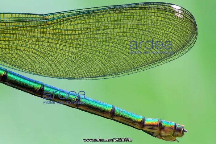 : Close up of Adult female Banded Demoiselle (Calopteryx : Close up of Adult female Banded Demoiselle (Calopteryx