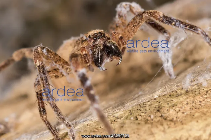 : Close up of an adult female of false lycosa (Zoropsis spinim : Close up of an adult female of false lycosa (Zoropsis spinim