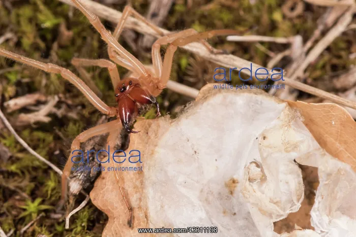 : Close up of an adult female of yellow sac spider : Close up of an adult female of yellow sac spider