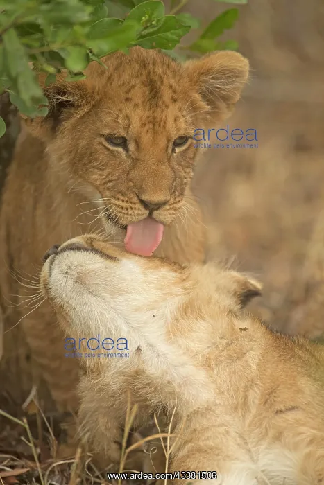  : Close up of an African lion cub licking another
