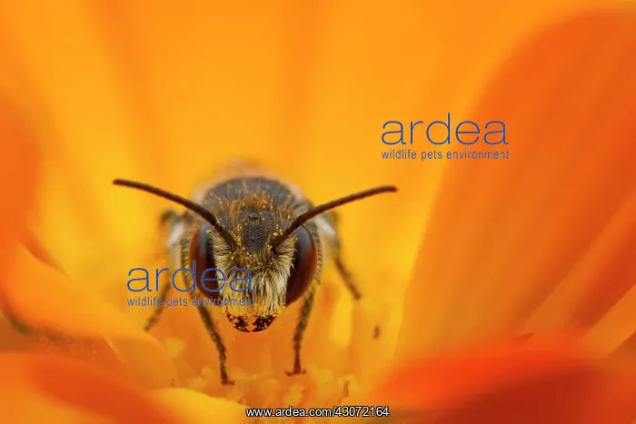 : Close up of a Bee : Close up of a Bee