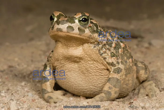  : Close up of a big European Green Toad