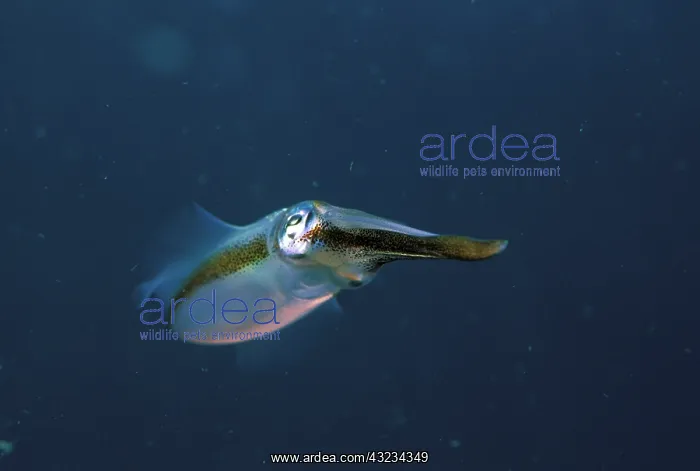 : Close up of bigfin reef squid, or sepioteuthis : Close up of bigfin reef squid, or sepioteuthis