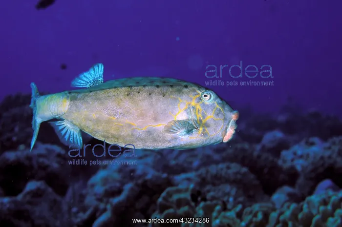 : Close up of boxfish, or ostracion immaculatus : Close up of boxfish, or ostracion immaculatus