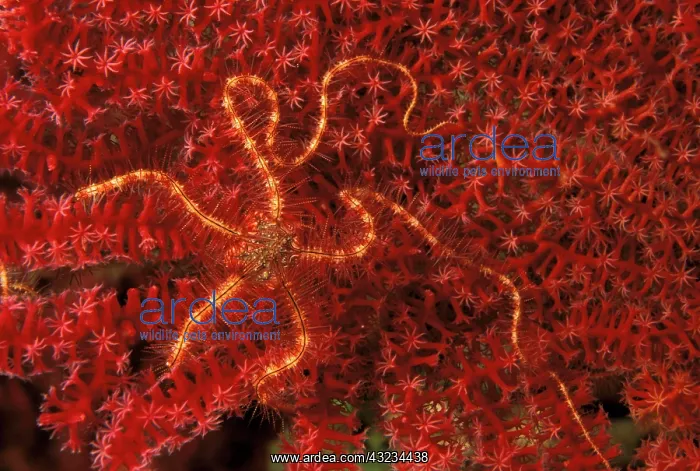 : Close up of brittle star on coral : Close up of brittle star on coral