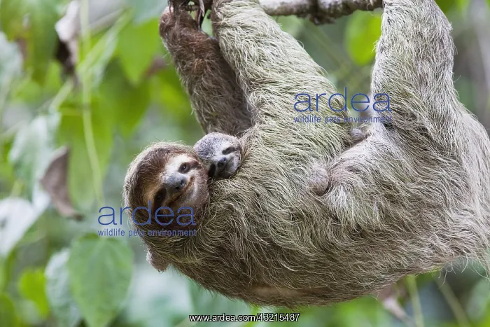 : Close up of a Brown-throated Sloth and her baby : Close up of a Brown-throated Sloth and her baby