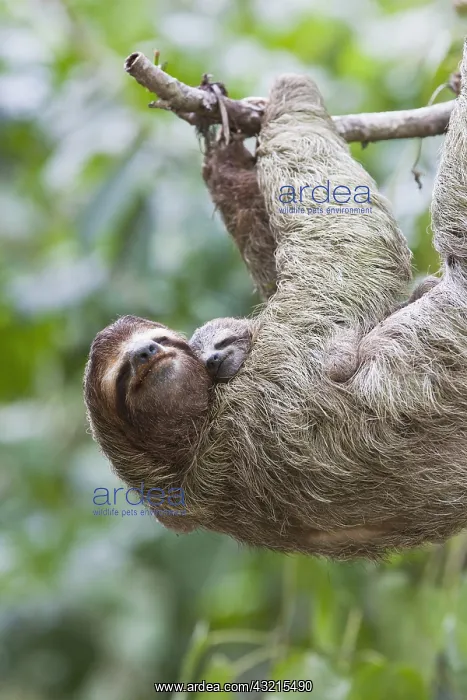 : Close up of a Brown-throated Sloth and her baby : Close up of a Brown-throated Sloth and her baby