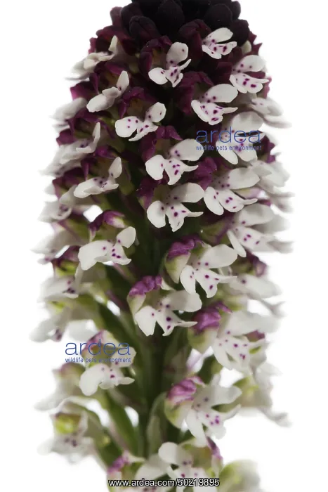 : Close up of Burnt-tip orchid (Neotinea ustulata) on the white background, Piedmont, Italy : Close up of Burnt-tip orchid (Neotinea ustulata) on the white background, Piedmont, Italy