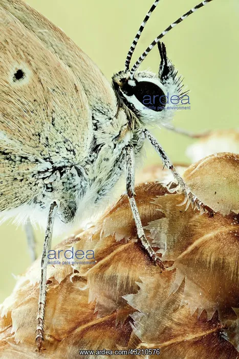 : A close up of a butterfly of the genus Agrodiaet : A close up of a butterfly of the genus Agrodiaet