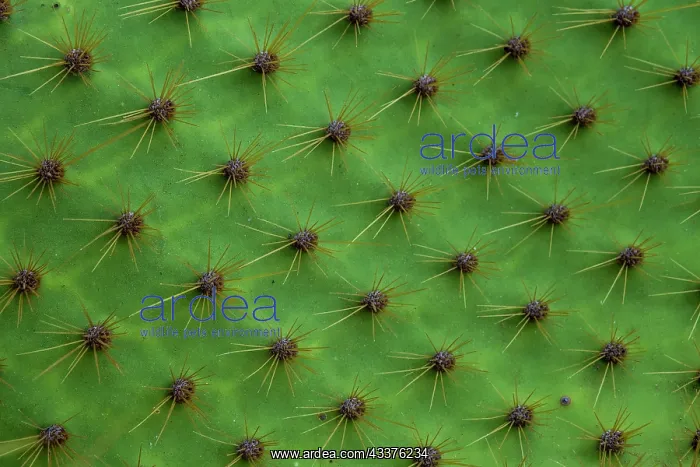 : Close up of a cactus, South Plaza Island, Galapagos : Close up of a cactus, South Plaza Island, Galapagos
