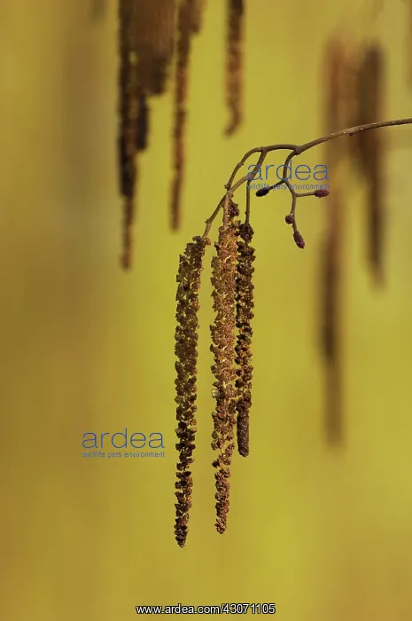 : Alder. Close up of catkins of an unidentified alder (Alnus sp) : Alder. Close up of catkins of an unidentified alder (Alnus sp)